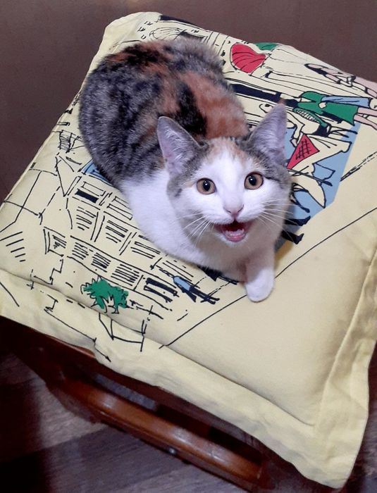 Лилу ищет новый дом!