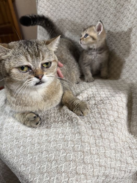 Котята британские Шиншиллы