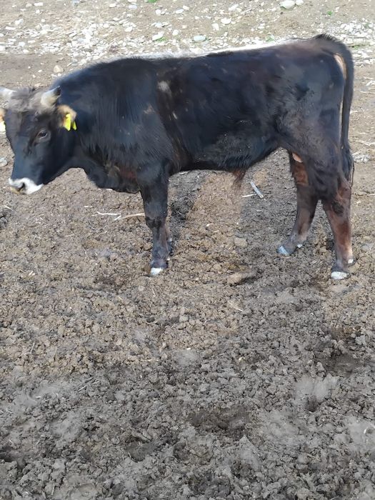 Vând taur și tăurasi