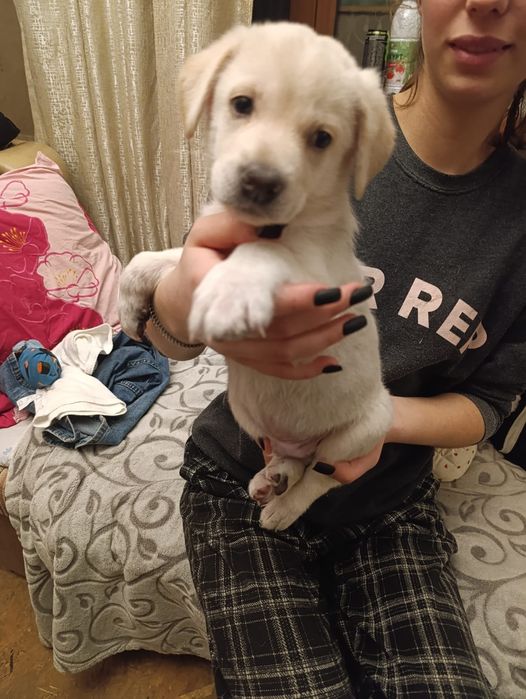 Щенок 1,5 месяца