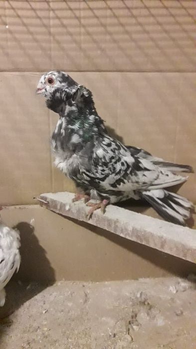 Продам чяек парами .