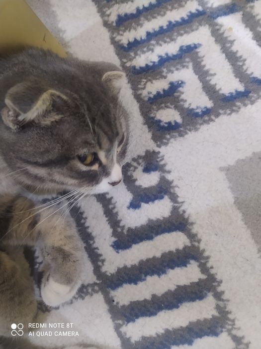 Scotish fold mushuk sotiladi