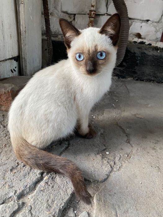 Отдам Котят В Добрые Руки