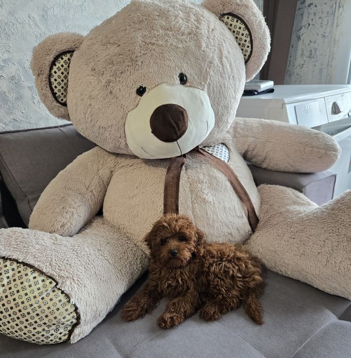 Пудел той /Poodle toy генетични тестове на родителите  родословие