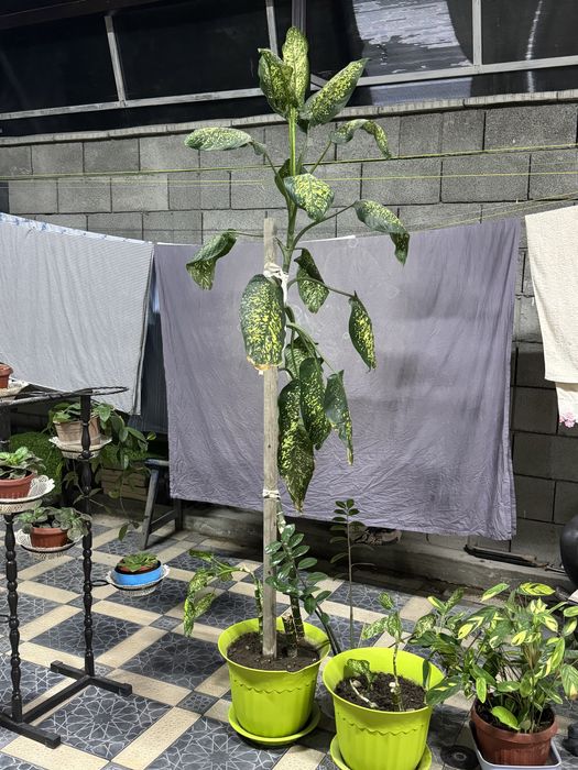 Диффенбахия в горшке