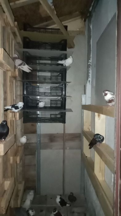 De vânzare la bucata 30 lei 50 bucata ,lot toți 20 lei bucata 32 de buc ,sec 5 Sebastian str Grigore Tocilescu Nr 45