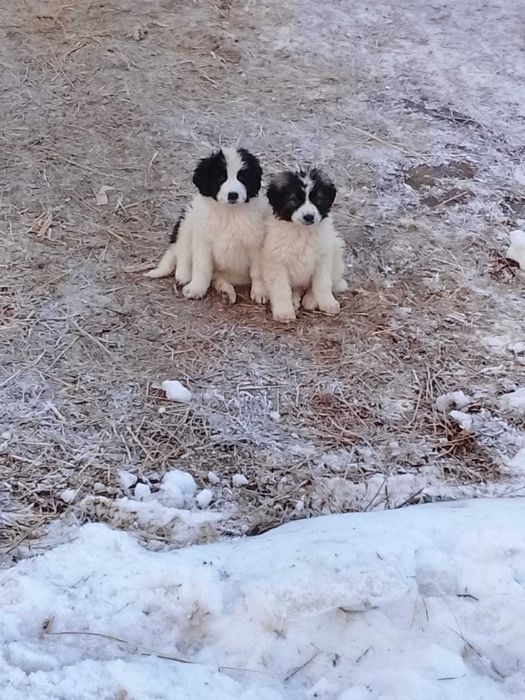 Catei ciobănești de talie mare