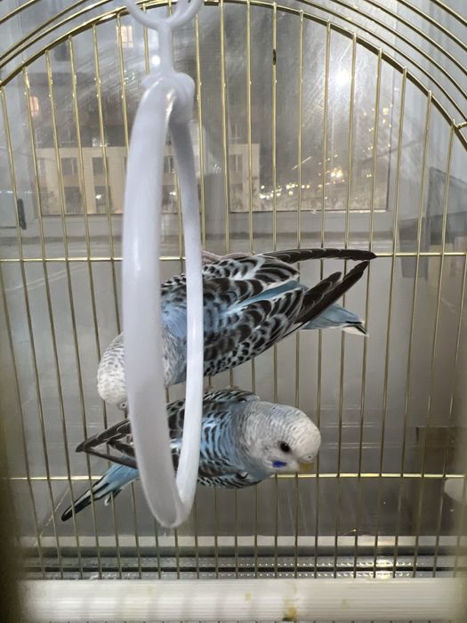 Попукай обмен на самку