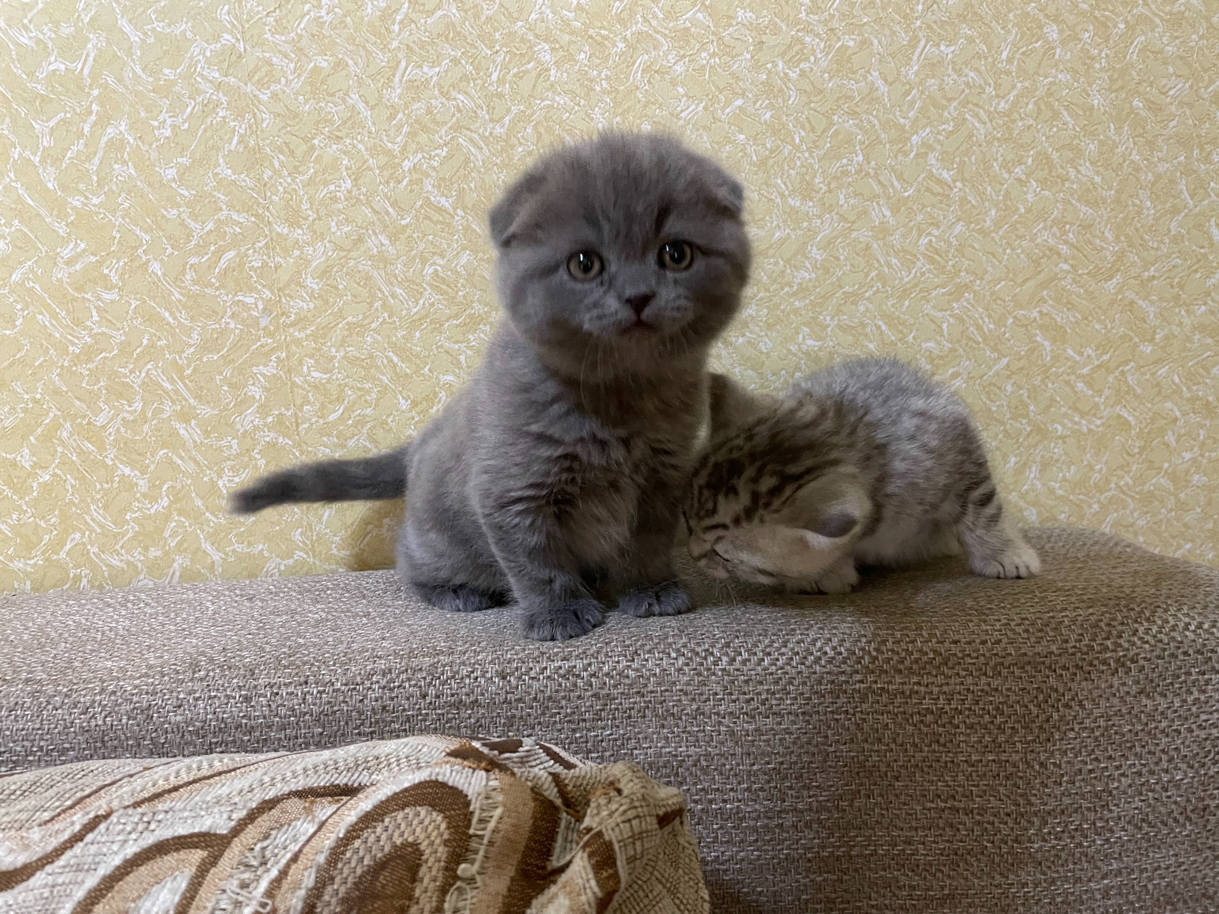 Вислоухие котята 2 недели