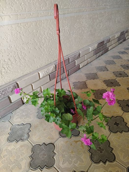 Комнатные цветы, растение, Honaki gullar, gul, ko'chatlar