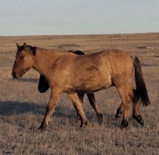 Тайдан құнан шығар сатылады
