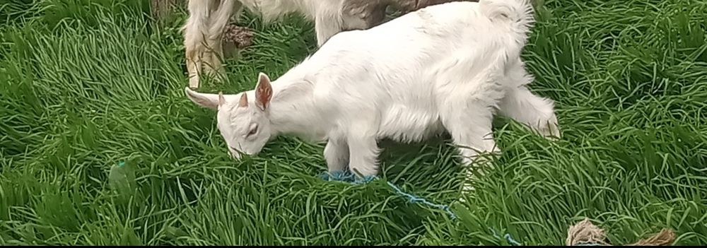 Vând o capră  tot cu ed +un țap anglo nubian total 1300