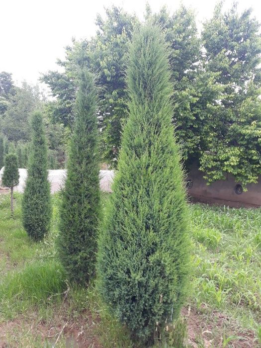 Арча Можжевельник