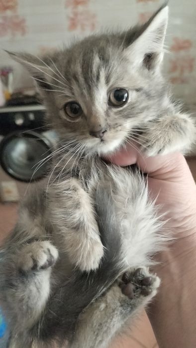 Котёнок мальчик в добрые руки