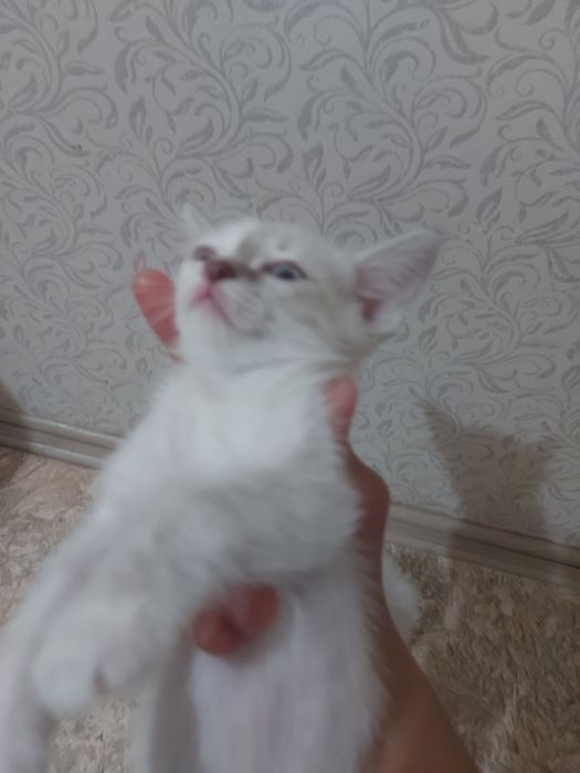 Отдам котят в добрые руки