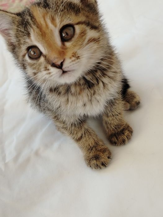 Котята очень милые