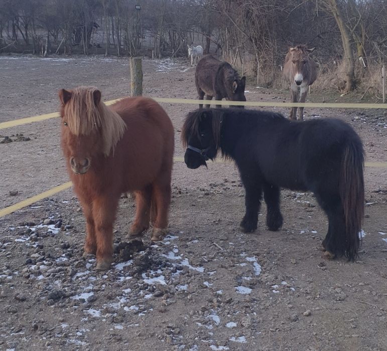 Мини пони мъжко .