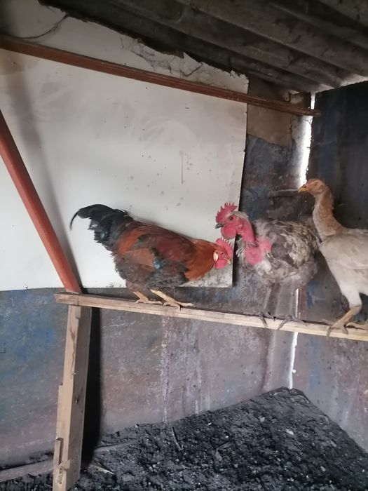 Продам двух петухов