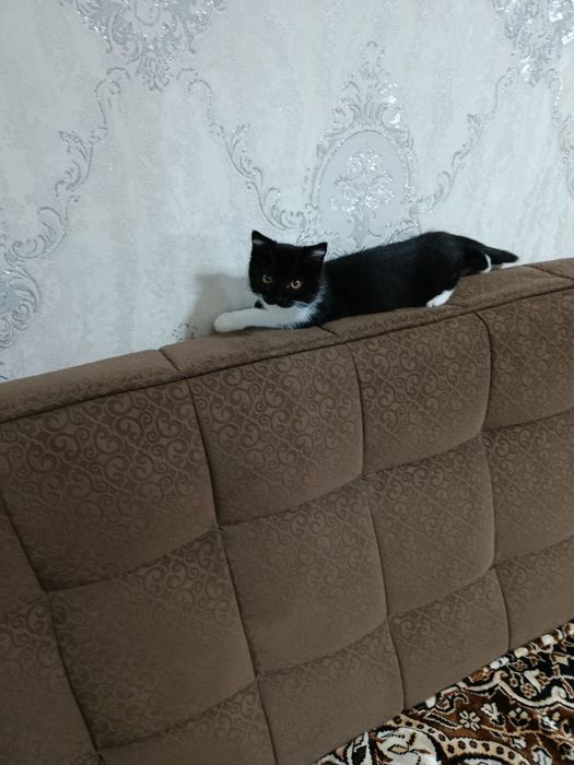 Отдам в добрые руки. Котёнок . Девочка