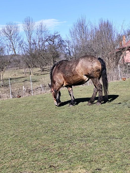 Vând iapa semigreu ,6 ani acte tot