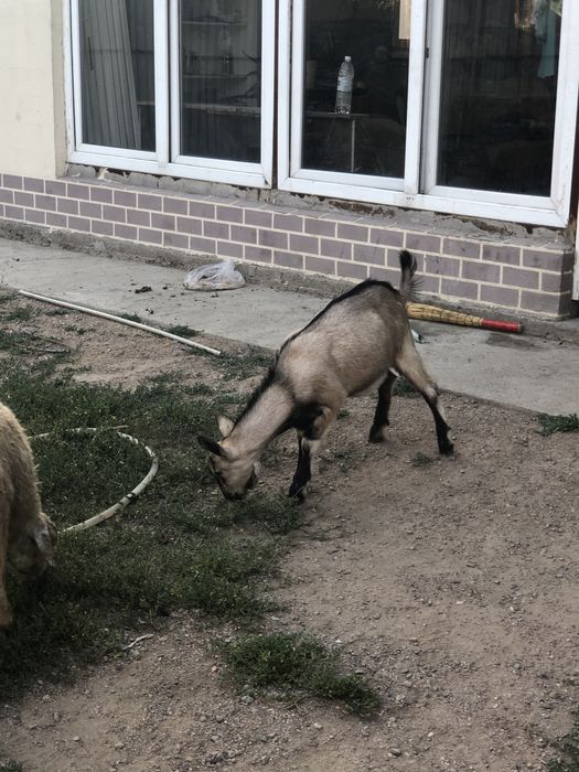 Альпийский лақ козлик
