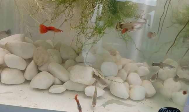 Vând guppy adulți și tineret și puiet