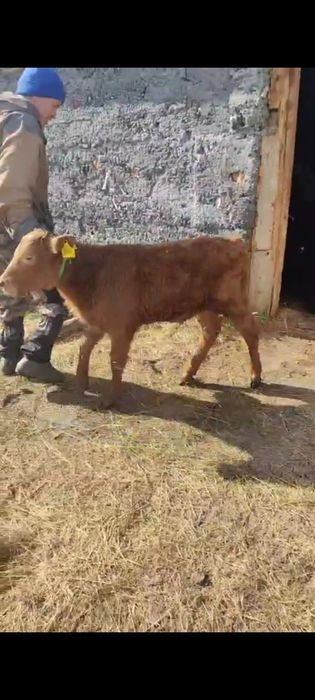 Продам бычка 2 месяца