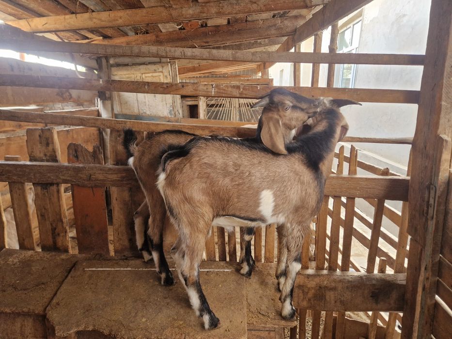 2 теке лақтар сатылады