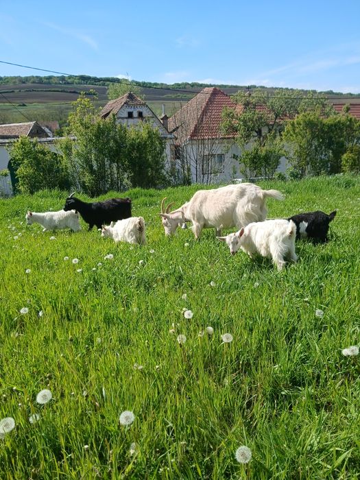 Vând o capra,o noatina,3 iedute si un ied