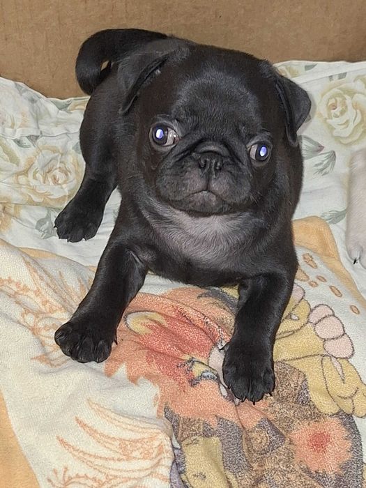 Щенки породы МОПС