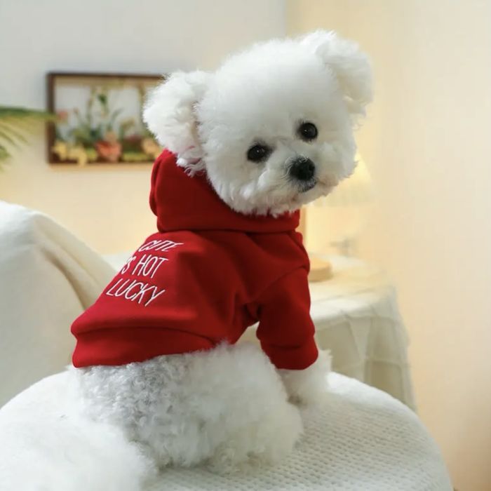 Дрехи, играчки и аксесоари за кучета