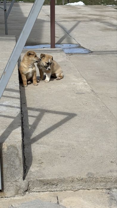 Продам щенка, кабель, дворняжка.