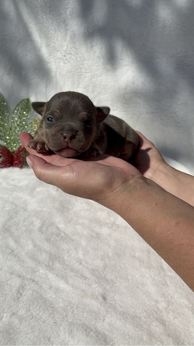 Американской булли