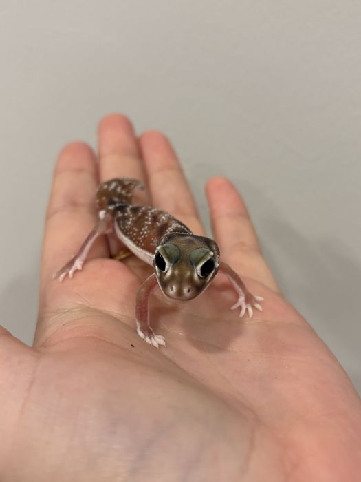 Нефрурусы геккон