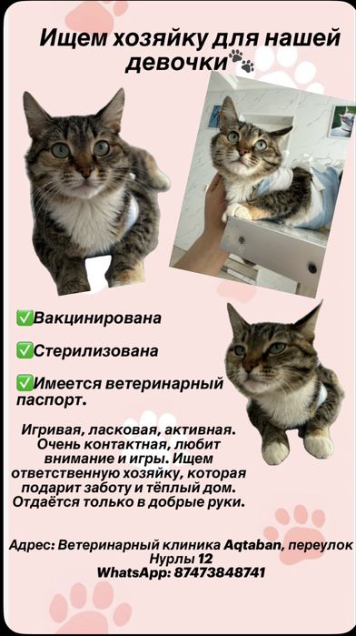 Ищем хозяйку для нашей девочки