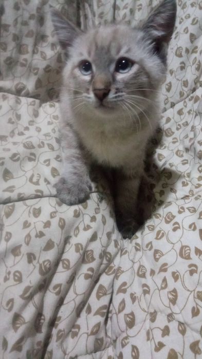 Котята сиамские два мальчика