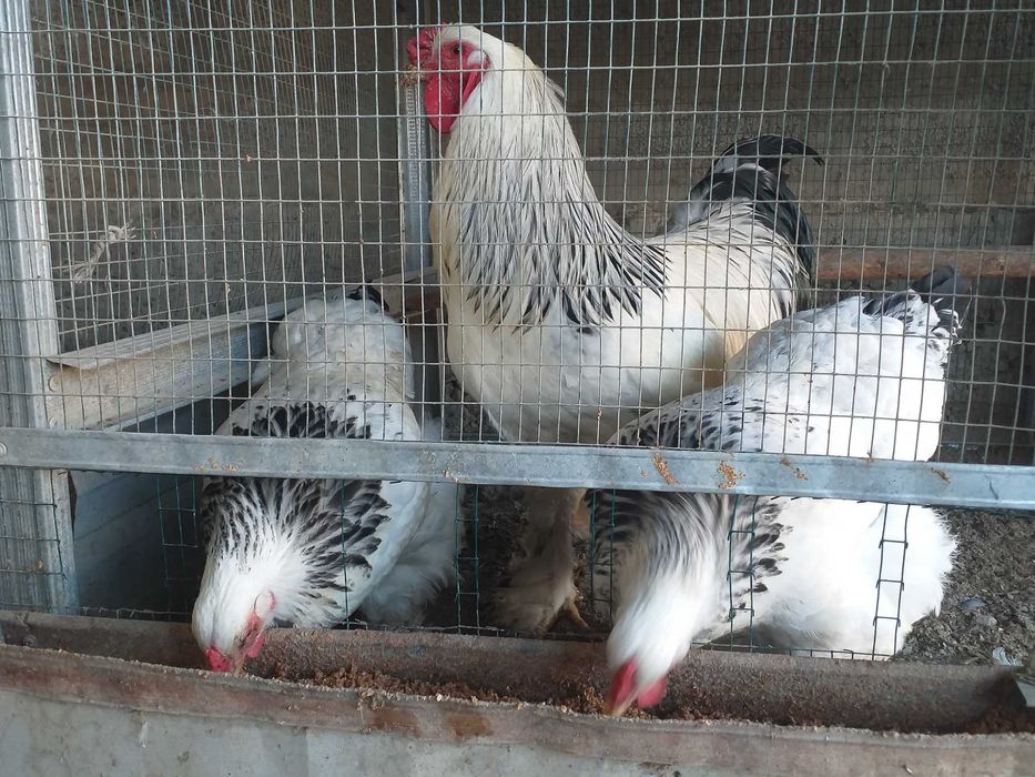 Гигант Брама ва Жерси тухуилари сотилади