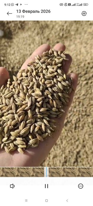 продам ячмень в мешках