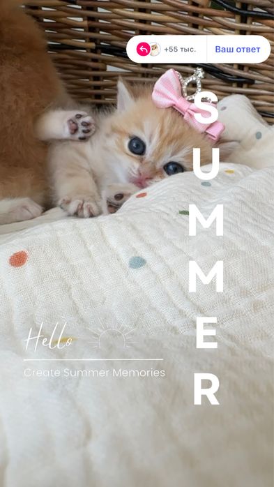 Британские котята Шиншиллы