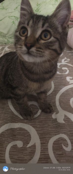 Тишка котенок 3мес