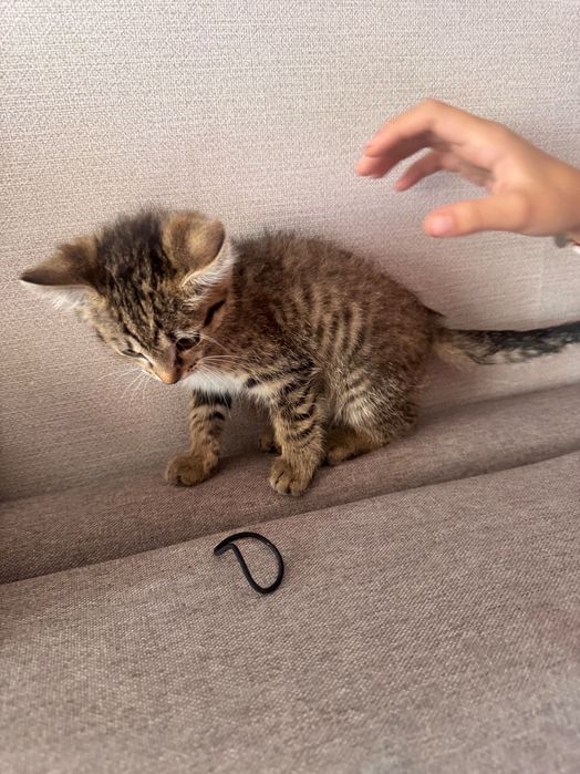 Котейку бесплатно