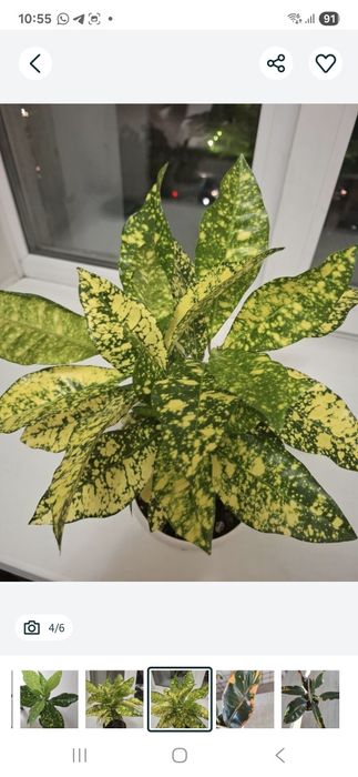 Продам домашний цветок Кротон