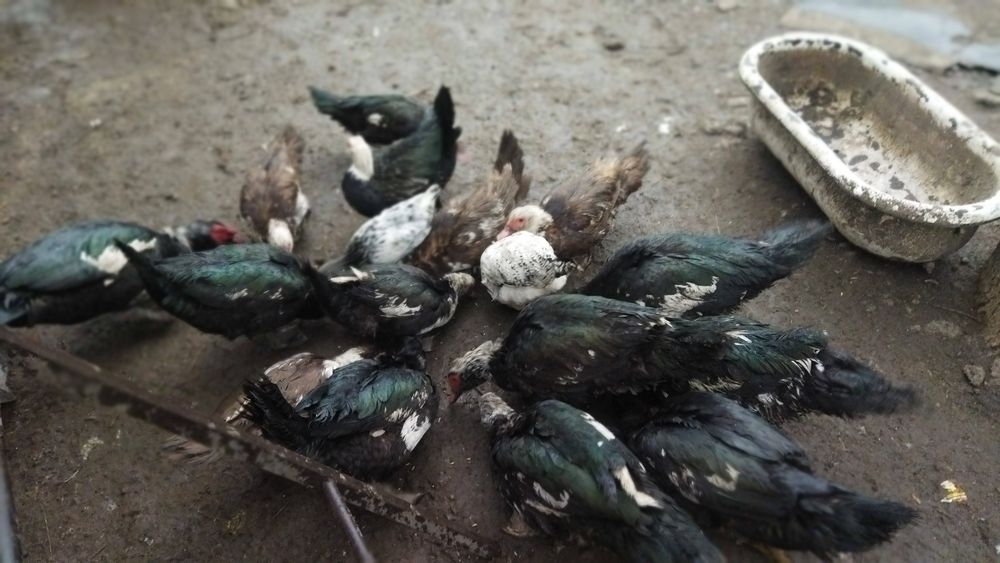 Продам молодых шипунов