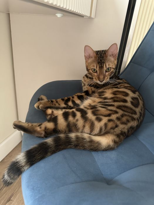 Бенгал с паспортом