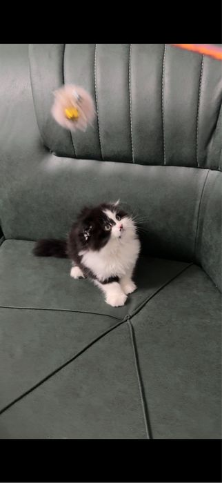 Скотиш фолд 2 месяца девочка