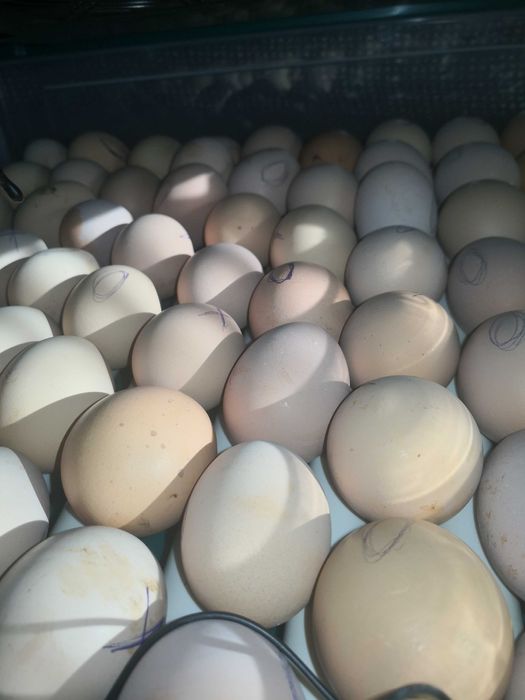 Vând ouă pentru incubat, rasa Australorp pentru incubat.