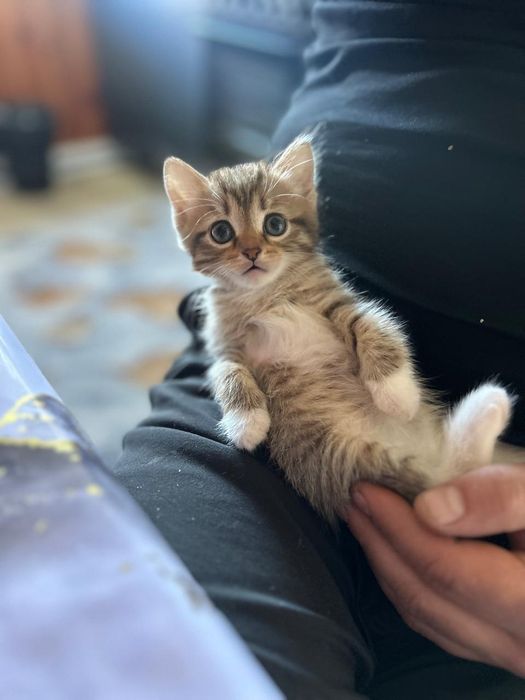 Отдадим котят в добрые руки