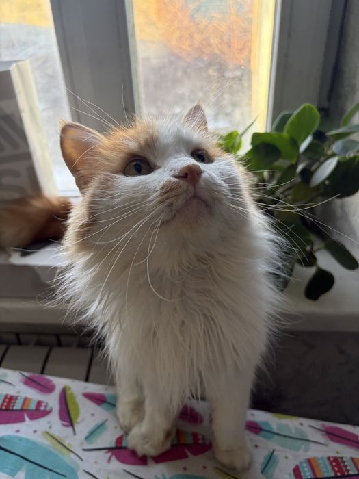 Кошечка и котики в добрые руки