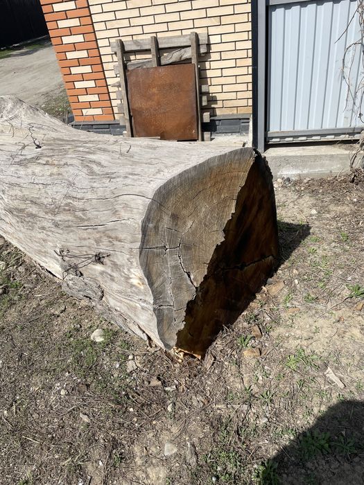 Продам ствол дуба