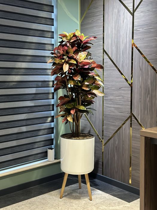 Комнатные растения с гарантией качества – скидки до 30%